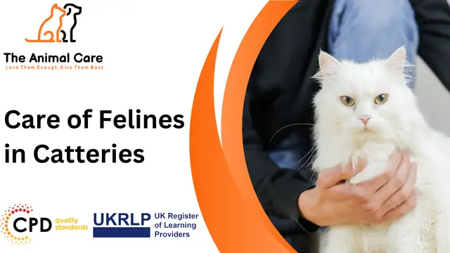 Care of Felines in Catteries