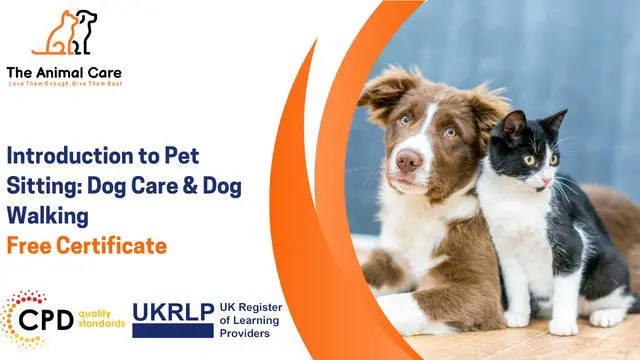 Introduction to Pet Sitting: Dog Care & Dog Walking