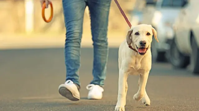 Dog Walking - CPD Certified Training