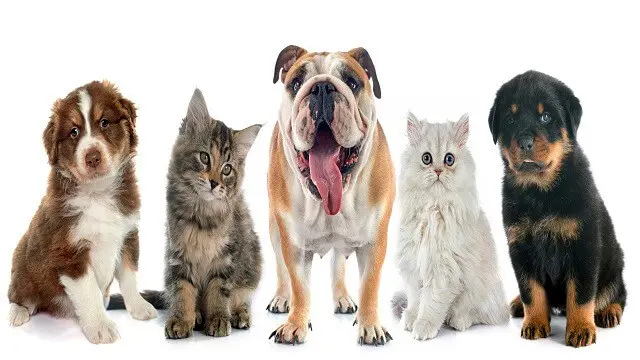 Animal Care: Animal Psychology Level 3