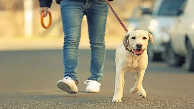 Dog Walking: Dog Walking Diploma