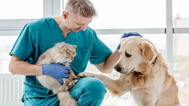Animal Care: Animal Care and Healing