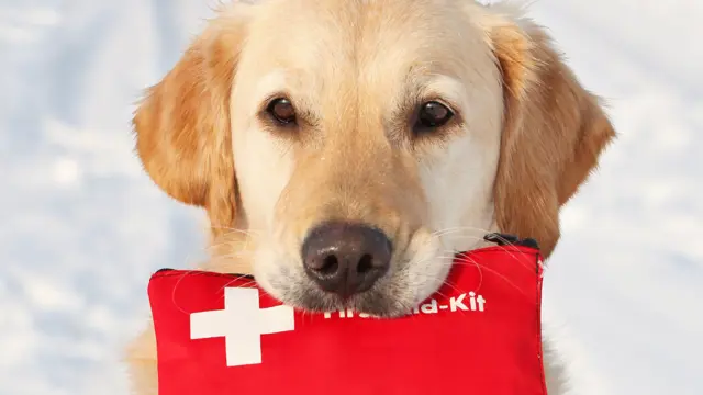 Level 3 Dog First Aid, CPR & Animal Nutrition (Dog Nutrition) - CPD Certified Diploma