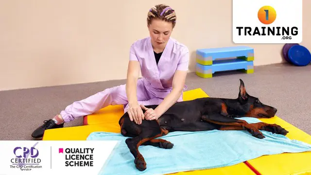 Animal Physical Therapy