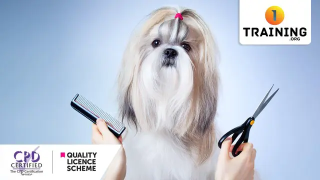 Dog Grooming Diploma