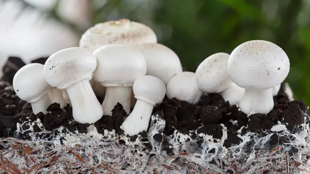Diploma in Mushroom Growing