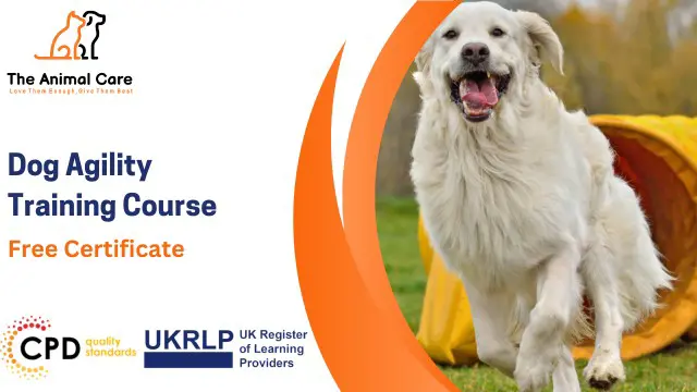 Dog Agility Training Course