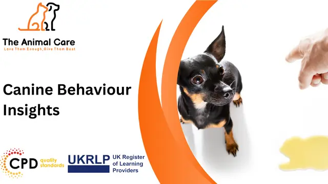 Canine Behaviour Insights
