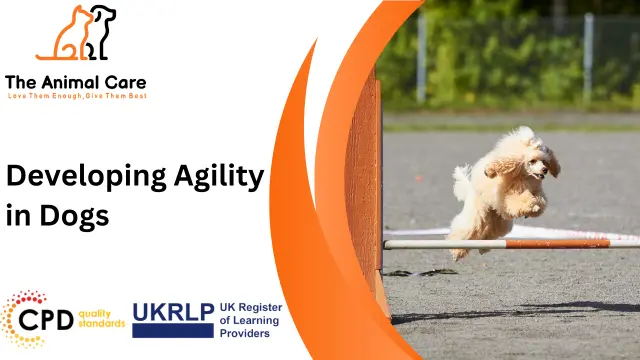 Developing Agility in Dogs