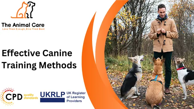 Effective Canine Training Methods