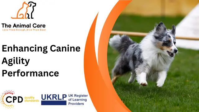 Enhancing Canine Agility Performance