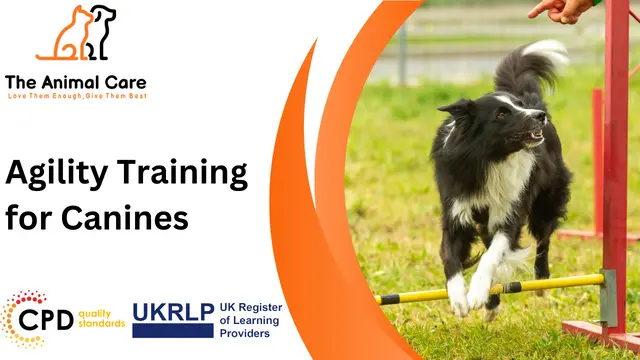 Agility Training for Canines