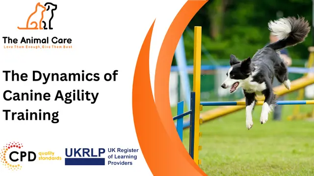 The Dynamics of Canine Agility Training