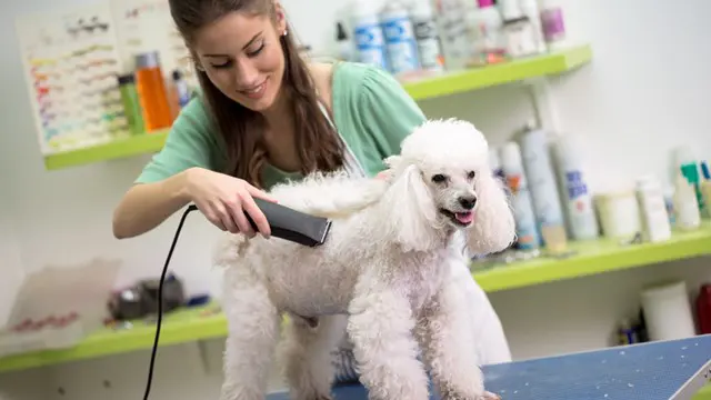 Dog Grooming Professional 