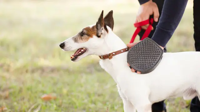 Dog Training – Stop Dog Attacks
