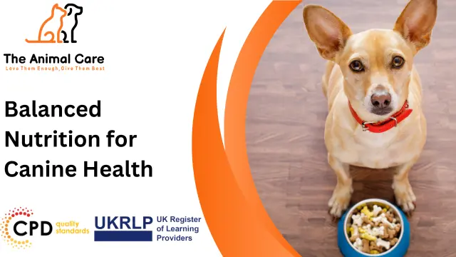 Balanced Nutrition for Canine Health