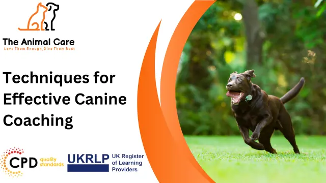 Techniques for Effective Canine Coaching