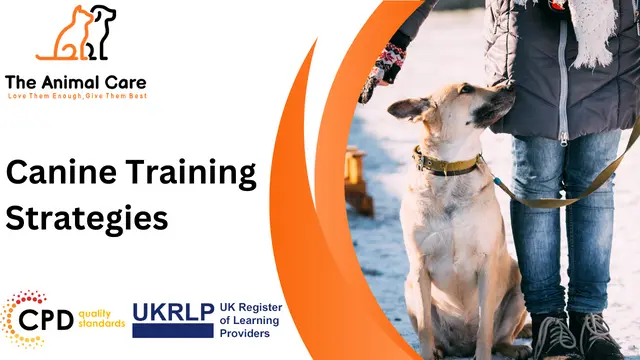 Canine Training Strategies