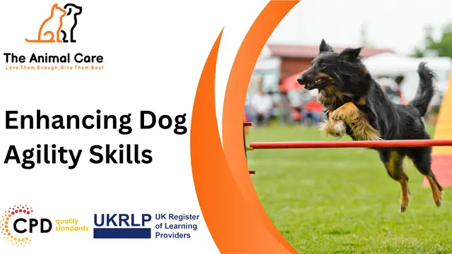 Enhancing Dog Agility Skills