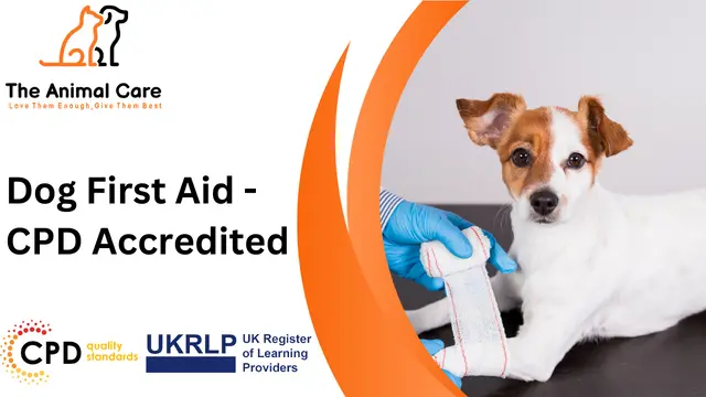Dog First Aid - CPD Accredited