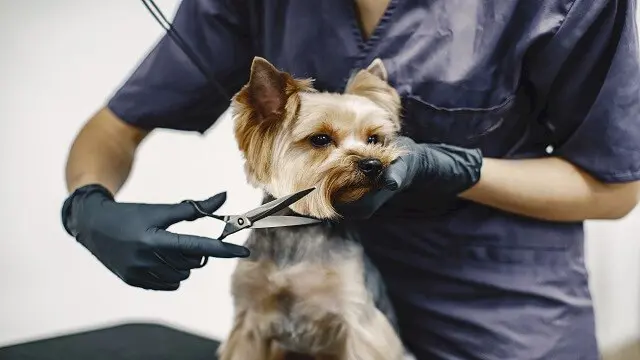 Dog Grooming: Dog Grooming