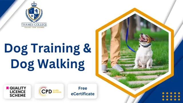 Dog Training & Dog Walking