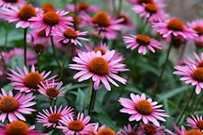 advanced-homeopathy1