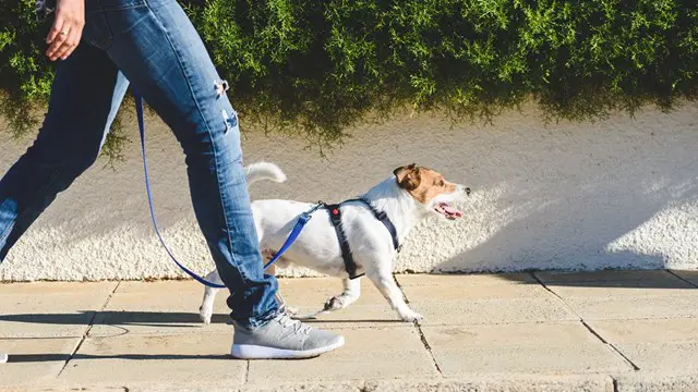Dog Walking - QLS Endorsed