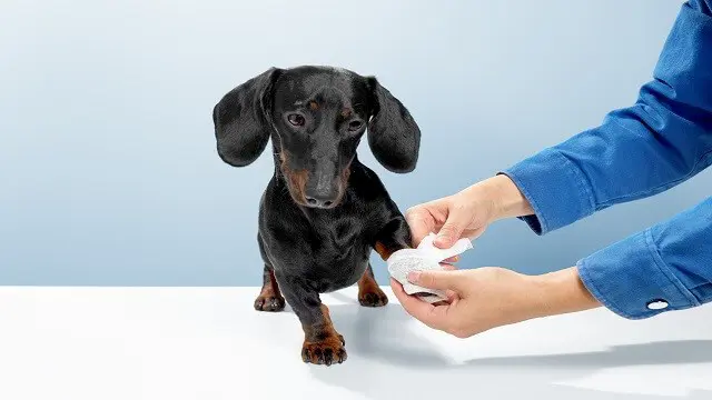Dog First Aid: Dog First Aid