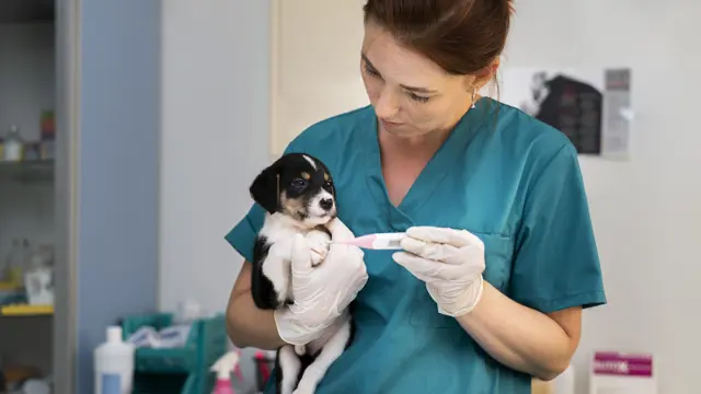 Veterinary Assistant Diploma