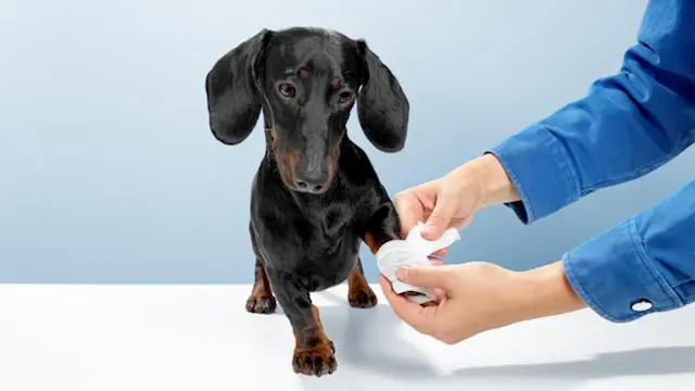 Dog First Aid Training 101