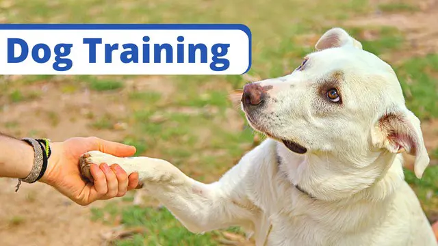 Dog Training Level 2