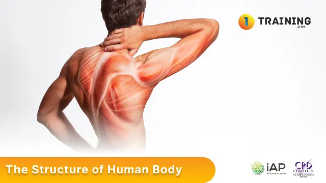 The Structure of Human Body