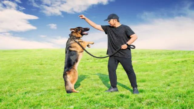  Dog Training Course Online