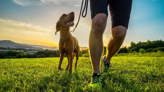 Dog Training: Dog Trainer