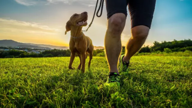 Dog Training Online Course