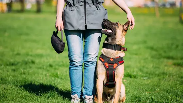 The Complete Dog Training Course
