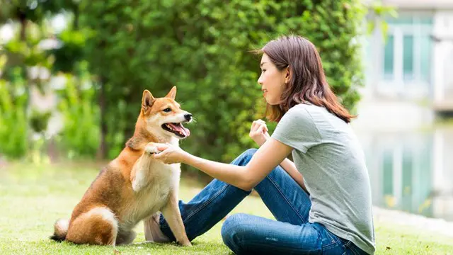 Dog Training: Raw Diet