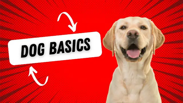 Dog Basics Masterclass