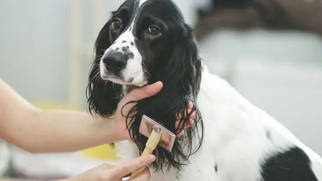 Dog Grooming: Mastering the Art of Professional Dog Grooming