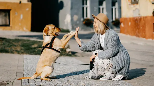 Professional Dog Walking