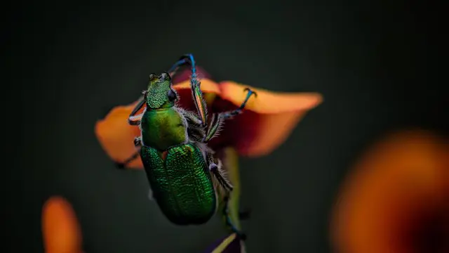 Zoology: Zoology Course