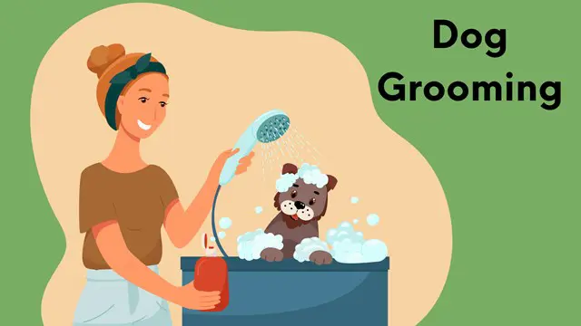 Dog Grooming Training Courses