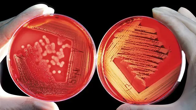 Biology Level 2 Course