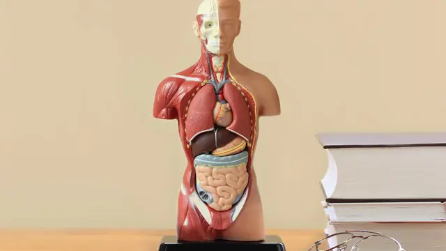 Anatomy and Physiology - Level 7 Advanced Diploma