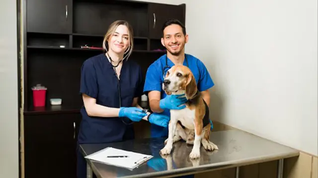 Veterinary Assistant Essentials