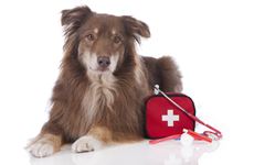 Happy Dog Care Training