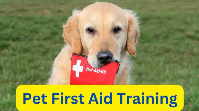 Pet First Aid Training Course
