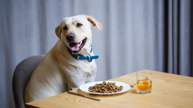 Dog Nutrition Essentials