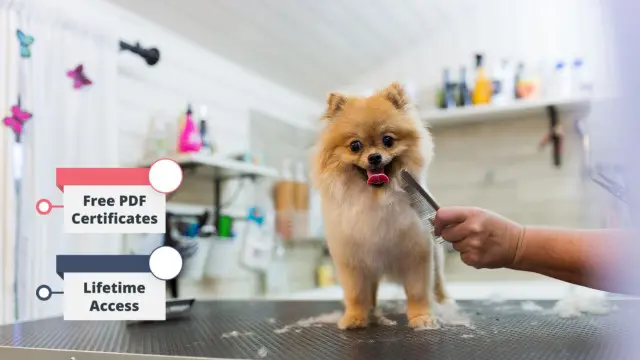 Dog Care: Dog Grooming Diploma & Dog First Aid Training - CPD Certified